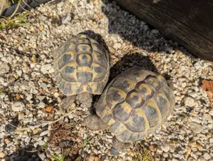 Griechische Landschildkröten von 2020 Bild 5
