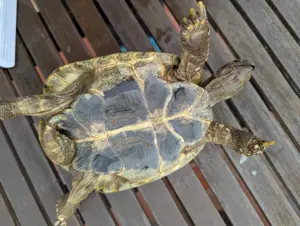 Griechische Landschildkröten von 2020 Bild 3