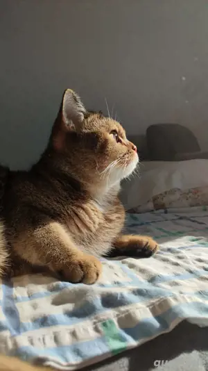 Deckkater BKH "PATİ" gesund,geimpft (Kein Verkauf) Bild 4