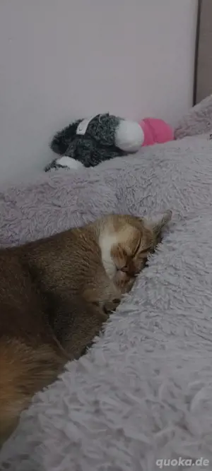Deckkater BKH "PATİ" gesund,geimpft (Kein Verkauf) Bild 5