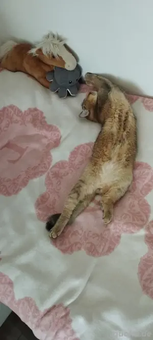 Deckkater BKH "PATİ" gesund,geimpft (Kein Verkauf) Bild 6