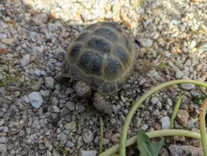 Russische Vierzehnschildkröte 4 Jahre 