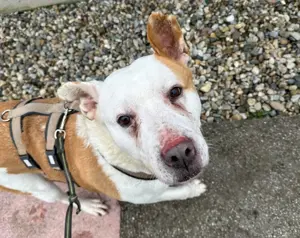 DJ sucht ein ruhiges Zuhause außerhalb Deutschlands