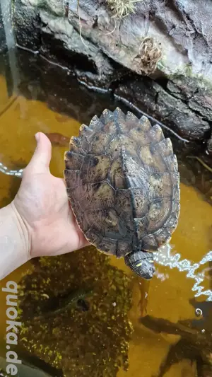 Wasserschildkröten  Bild 1