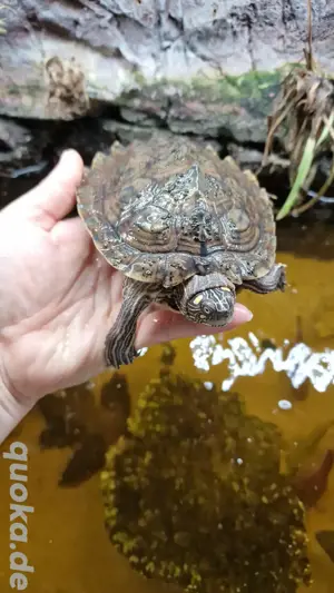 Wasserschildkröten  Bild 2