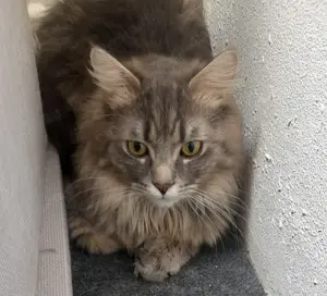 Zwei hübsche Maine Coon Mixe abzugeben 