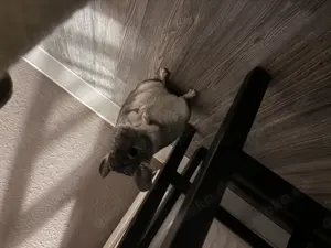 Chinchillah Böckchen 