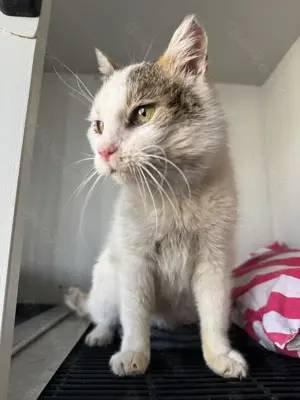 Mäusle sucht liebevolles Zuhause mit Freigang Bild 4