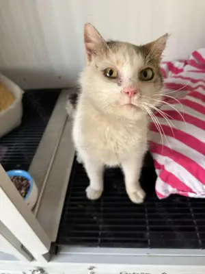 Mäusle sucht liebevolles Zuhause mit Freigang Bild 3