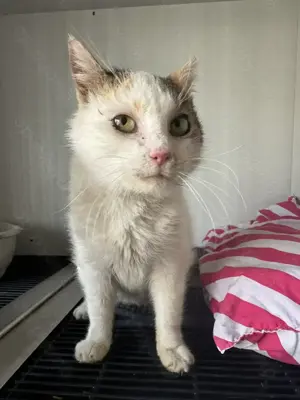 Mäusle sucht liebevolles Zuhause mit Freigang Bild 2