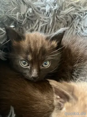 Siam Mix BKH Mädchen