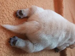 Shar Pei Welpen reinrassig