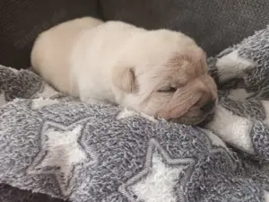 Shar Pei Hündin Welpe reinrassig sucht ihre Menschenfamilie 