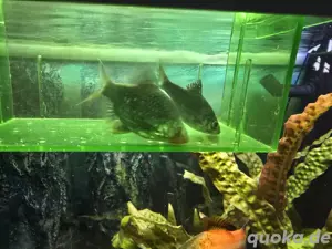Fische - Barbe 