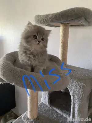 BKH- BLH Baby katzen