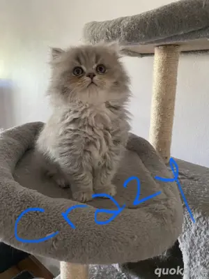 BKH- BLH Baby katzen