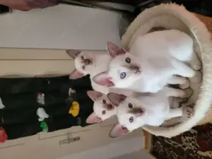 Siam babykatzen Old Stiele 2 kater 4 Mädchen 3 Monate alt.