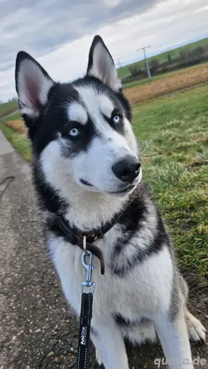 Husky deckrüde (kein Verkauf)
