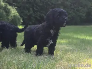 cockapoo cockerpoo