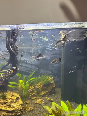 Guppys zu verkaufen
