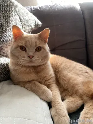 Junger Deckkater Bild 2