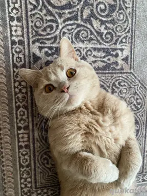 Junger Deckkater Bild 1