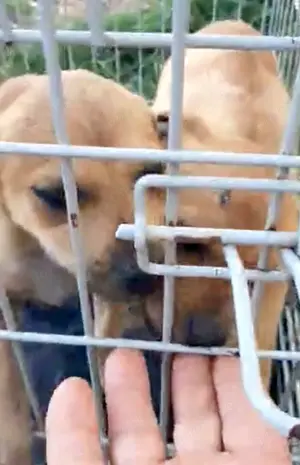 Marcy soll nicht im Tierheim groß werden