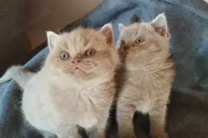 BKH Kitten männlich und weiblich 