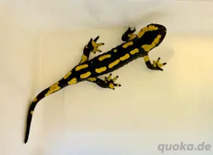 Feuersalamander ADULT 1.0
