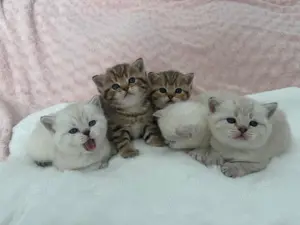 Britisch Kurzhaar Kitten