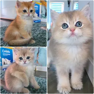Bkh Kitten mit Stammbaum 