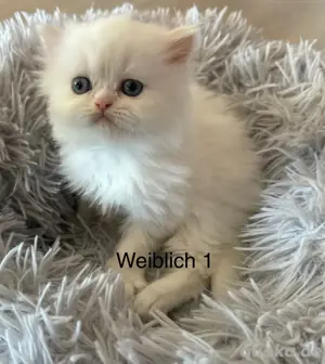 Perserkitten mit Nase