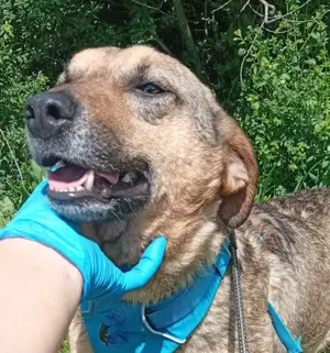 Kan (geb. ca. 2023) lebt im Tierheim in Bosnien und sucht ein Zuhause