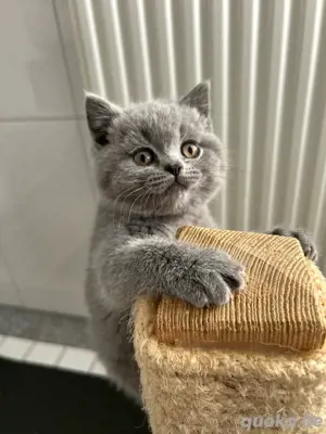 BKH Kitten Blue Abgabebereit