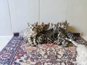 Bengal Katzen