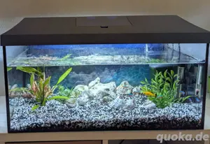 Aquarium für Starter