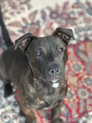 Jack Russell mix