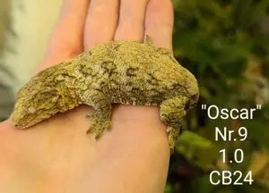 Rhacodactylus leachianus Pine Island Riesengecko