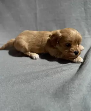 Maltipoo Welpen in Apricot 
