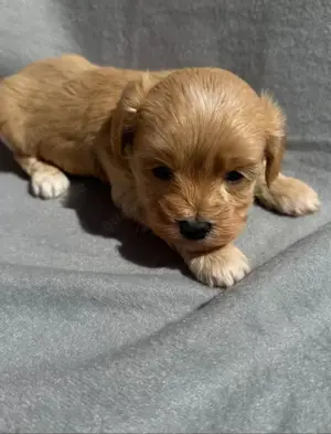 Maltipoo Welpen in Apricot 
