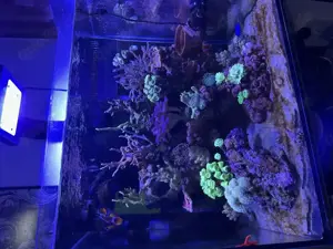 Meerwasser Aquarium Auflösung Korallen, Fische und Technik