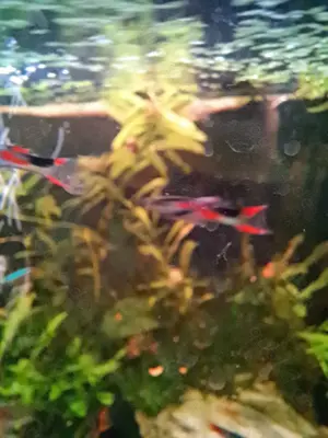Guppy Männchen ,Endler Mix