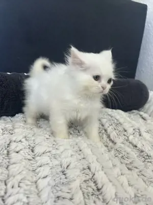 Britisch Kurzhaar Katzen   