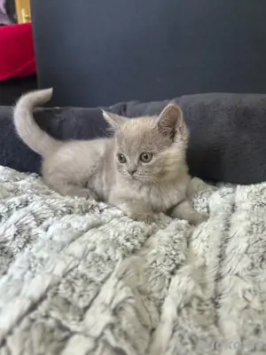 Britisch Kurzhaar Katzen   