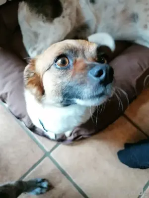 kleine Hündin Phoebe sucht ein Zuhause  Bild 3