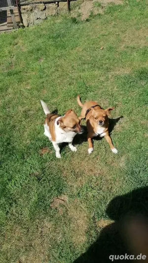 kleine Hündin Phoebe sucht ein Zuhause  Bild 5