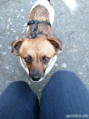 kleine Hündin Phoebe sucht ein Zuhause  Bild 4