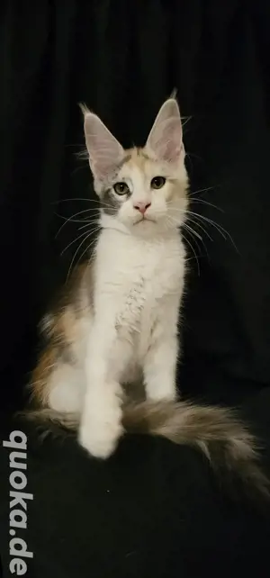Sehr hübsche Maine Coon kitten 