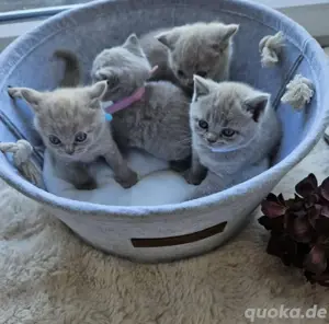 *Bkh Kitten Kätzchen Fawn geimpft abzugeben im Juni*
