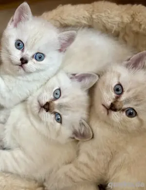 BKH Kitten